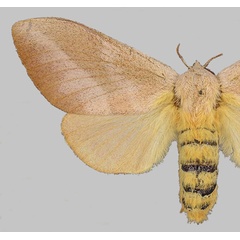 /filer/webapps/moths/media/images/P/pallens_Gonometa_HT_BMNH.jpg