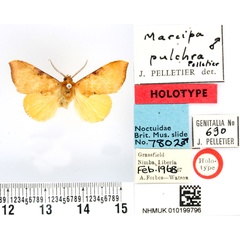 /filer/webapps/moths/media/images/P/pulchra_Marcipa_HT_BMNH.jpg