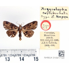 /filer/webapps/moths/media/images/C/costibarbata_Argyrolopha_HT_BMNH.jpg