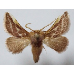 /filer/webapps/moths/media/images/G/gainsfordi_Unithosea_AM_Stroehle.jpg