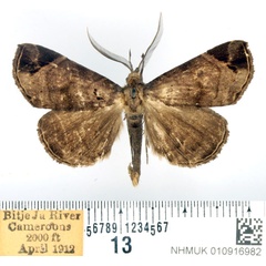 /filer/webapps/moths/media/images/T/triangularis_Caryonopera_AM_BMNH.jpg