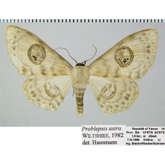 /filer/webapps/moths/media/images/A/asira_Problepsis_AF_ZSMa.jpg