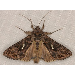 /filer/webapps/moths/media/images/L/limbirena_Ctenoplusia_AM_Heyns_01.jpg