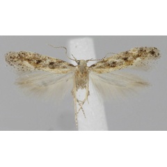 /filer/webapps/moths/media/images/S/swakopi_Scrobipalpa_HT_NMNW.jpg
