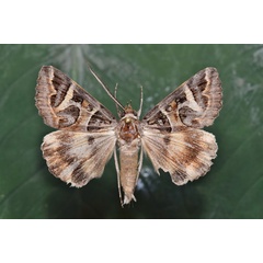 /filer/webapps/moths/media/images/V/vermiculosa_Cerocala_A_Butler_02.jpg