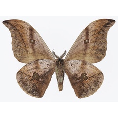 /filer/webapps/moths/media/images/C/christyi_Lobobunaea_AM_Basquinb.jpg