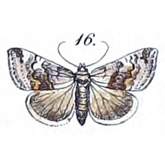 /filer/webapps/moths/media/images/S/sabia_Thalpochares_HT_Felder_1875_108-16.jpg