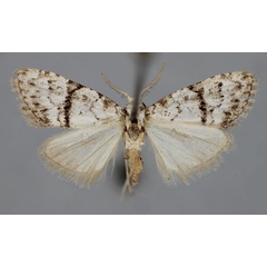 /filer/webapps/moths/media/images/M/mediolinealis_Meganola_PT_BMNH.jpg