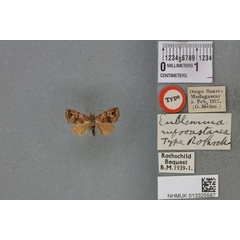 /filer/webapps/moths/media/images/R/rufocastanea_Eublemma_HT_BMNHa.jpg