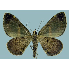 /filer/webapps/moths/media/images/M/meridionata_Gonanticlea_AM_ZSMb.jpg
