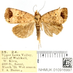 /filer/webapps/moths/media/images/T/terminata_Bocula_AM_BMNH.jpg