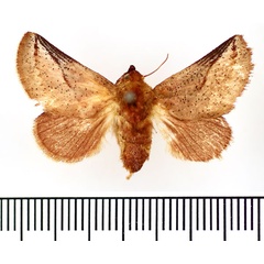 /filer/webapps/moths/media/images/S/simillimus_Omocenops_AF_BMNH.jpg