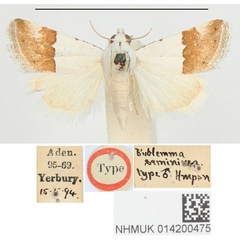 /filer/webapps/moths/media/images/S/seminivea_Eublemma_HT_BMNH.jpg
