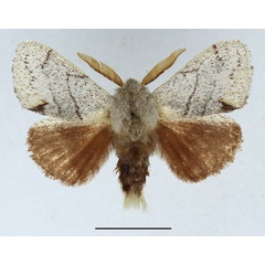 /filer/webapps/moths/media/images/N/nivea_Chionoptera_AM_Basquin_02.jpg