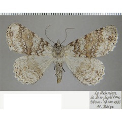 /filer/webapps/moths/media/images/T/terebraria_Ascotis_AF_ZSM_03.jpg