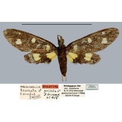 /filer/webapps/moths/media/images/T/truncata_Maculonaclia_HT_MNHN.jpg