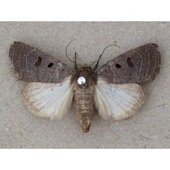 /filer/webapps/moths/media/images/M/melanosema_Athetis_A_Butler.jpg