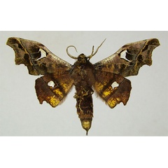 /filer/webapps/moths/media/images/C/calderae_Dioptrochasma_HT_ZSMb.jpg
