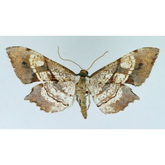 /filer/webapps/moths/media/images/O/obliquata_Psilocladia_AF_TMSA.jpg