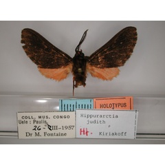 /filer/webapps/moths/media/images/J/judith_Hippurarctia_HT_RMCA_01.jpg