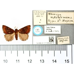 /filer/webapps/moths/media/images/U/ustitermina_Miresa_ST_BMNH.jpg