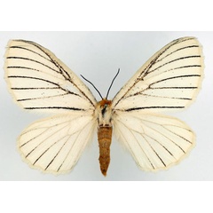 /filer/webapps/moths/media/images/N/nigrolineata_Phiala_AF_Basquin_02.jpg