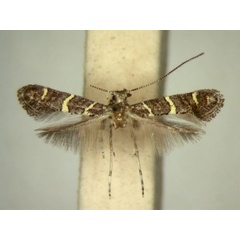 /filer/webapps/moths/media/images/S/sclerochitoni_Ectropina_AT_TMSA5680.jpg