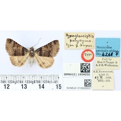 /filer/webapps/moths/media/images/P/polycyma_Hypoglaucistis_HT_BMNH.jpg