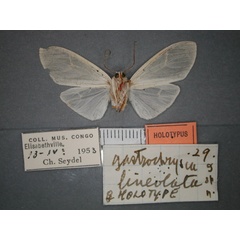 /filer/webapps/moths/media/images/L/lineolata_Amerila_HT_RMCA_02.jpg