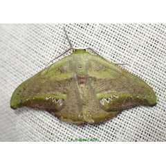 /filer/webapps/moths/media/images/F/fasciata_Hypocoela_AM_Bippus.jpg