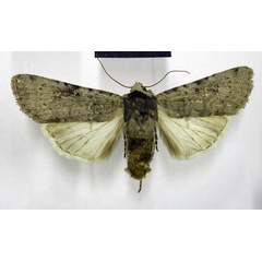 /filer/webapps/moths/media/images/P/postventa_Lycophotia_AM_TMSA.jpg