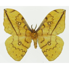 /filer/webapps/moths/media/images/F/flavivitta_Pselaphelia_AM_Basquina.jpg