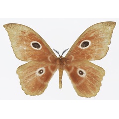 /filer/webapps/moths/media/images/N/nereis_Melanocera_AM_Basquina.jpg