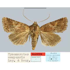 /filer/webapps/moths/media/images/S/semyensis_Tycomarptes_AT_MNHN.jpg