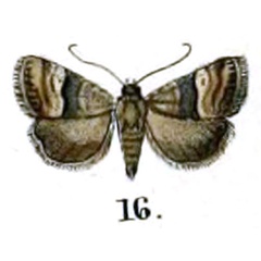 /filer/webapps/moths/media/images/O/opella_Acontia_HT_Swinhoe_27-16.jpg