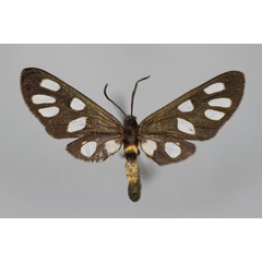 /filer/webapps/moths/media/images/A/ansorgei_Epitoxis_HT_BMNH.jpg