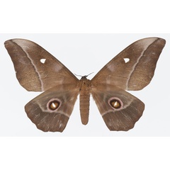 /filer/webapps/moths/media/images/E/epimethea_Imbrasia_AF_Basquin.jpg
