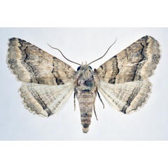/filer/webapps/moths/media/images/S/signata_Pericyma_AF_NHMO.jpg