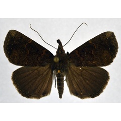 /filer/webapps/moths/media/images/F/fusculalis_Hypena_A_NHMO.jpg
