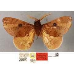 /filer/webapps/moths/media/images/N/nigraluna_Europtera_HT_BMNH.jpg