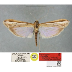 /filer/webapps/moths/media/images/W/whalleyi_Euclasta_PTF_BMNH_01.jpg