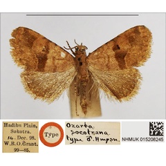 /filer/webapps/moths/media/images/S/socotrana_Ozarba_HT_NHMUK.jpg
