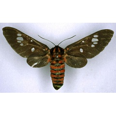/filer/webapps/moths/media/images/N/nigripennis_Balacra_ST_ZMHB_01.jpg