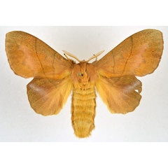 /filer/webapps/moths/media/images/I/igneotincta_Trichopisthia_AF_NHMO.jpg