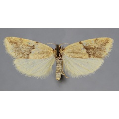 /filer/webapps/moths/media/images/P/pyraloides_Mimulosia_PT_BMNH.jpg