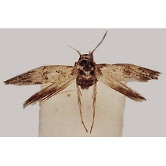 /filer/webapps/moths/media/images/S/scyphella_Scythris_HT_ZMUC.jpg