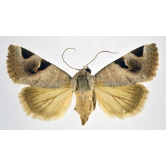 /filer/webapps/moths/media/images/H/hypocornuta_Brevipecten_AF_NHMO.jpg