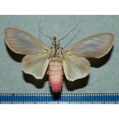 /filer/webapps/moths/media/images/L/leucoptera_Amerila_AM_Goffa_02.JPG