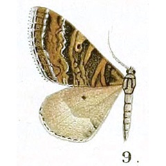 /filer/webapps/moths/media/images/A/alumna_Ortholitha_HT_Prout_17-9.jpg