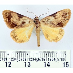 /filer/webapps/moths/media/images/T/turlini_Remigiodes_AM_BMNH.jpg